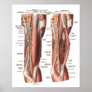 Anatomie von Arm und Ellenbogen Poster