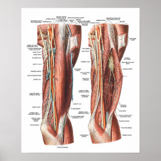 Anatomie von Arm und Ellenbogen Poster