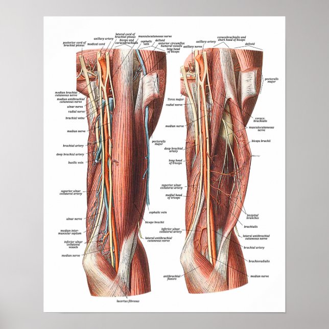 Anatomie von Arm und Ellenbogen Poster (Vorne)