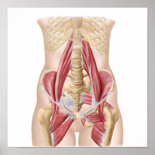 Anatomie von Iliopsoa, die Angesagten Rückenmuskel Poster