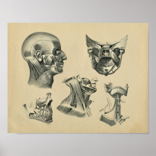 Anatomie von Kopf und Hals des Menschen, Vintage-D Poster