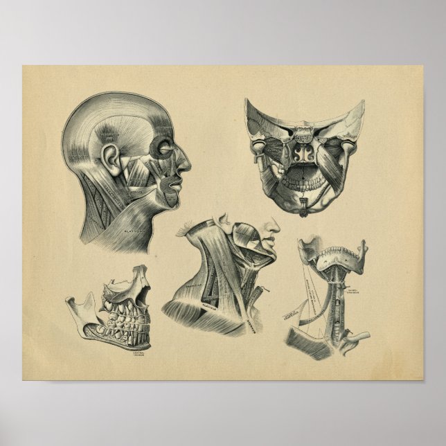 Anatomie von Kopf und Hals des Menschen, Vintage-D Poster (Vorne)