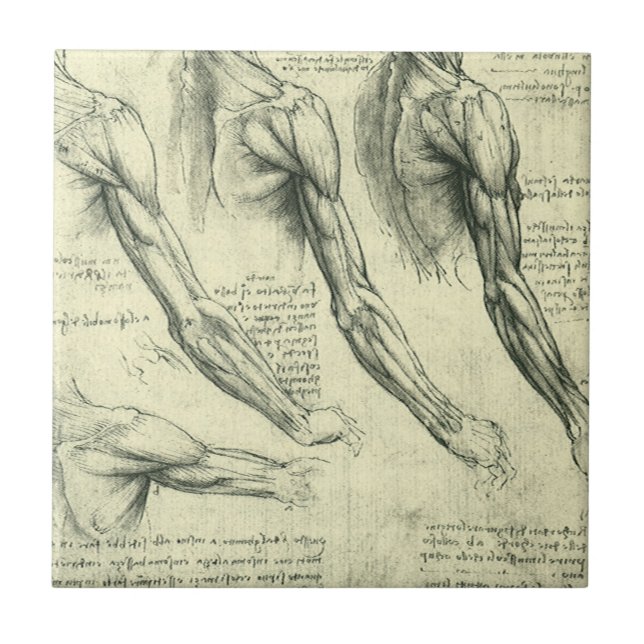 Anatomie von Leonardo da Vinci Fliese (Vorderseite)