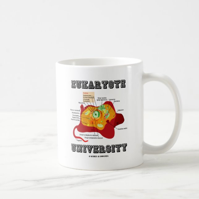 Anatomie von Zellen an der Universität Eukaryote Tasse (Rechts)