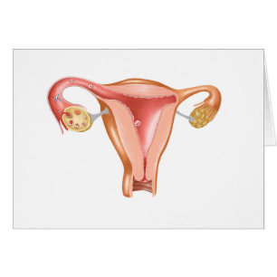 Anatomie weiblicher Gebärmutter 1