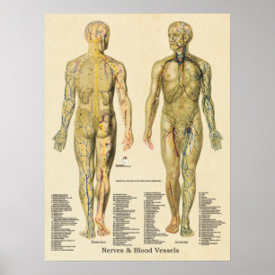 Anatomieposter Arterien Venen Nerven Lymph Vintage Poster