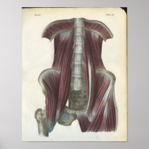 Anatomieposter der Bauch- und Beckenmuskulatur Poster