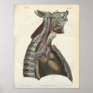 Anatomieposter der Nerven des Halses Poster