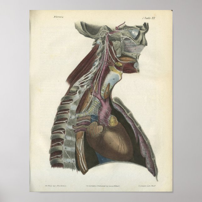 Anatomieposter der Nerven des Halses Poster (Vorne)