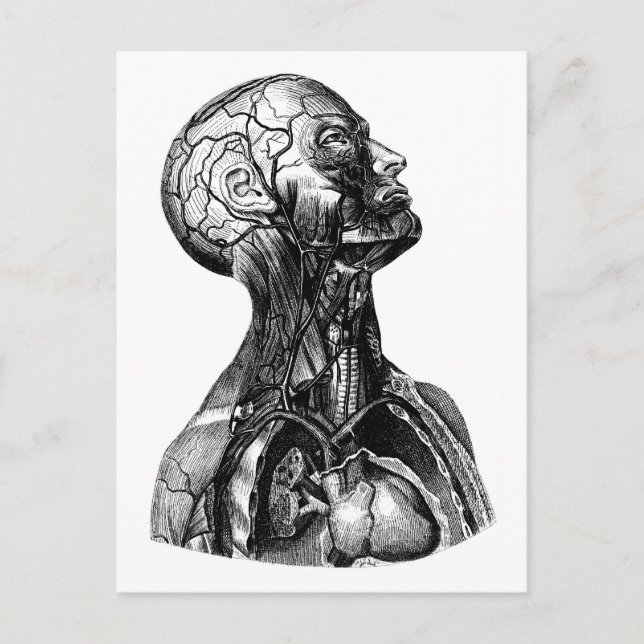 Anatomisch Zeichnend Torso Postkarte (Vorderseite)