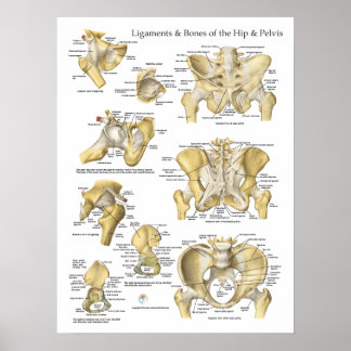 Anatomische Abbildung der Knochen angesagt und Pel Poster