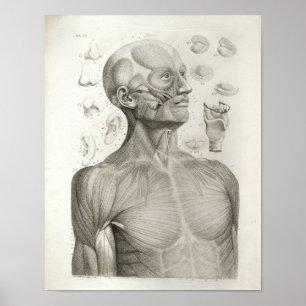 Anatomische Anatomie Anatomie Druckmuskeln Kopf Ne Poster