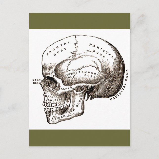 Anatomische Anatomie Anatomischer Schädel Postkarte (Vorderseite)