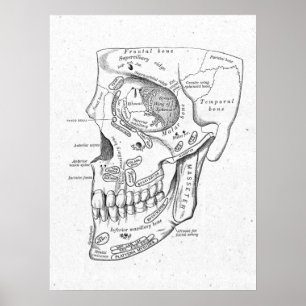 Anatomische Anatomie - Vintage-Poster für Schädel- Poster