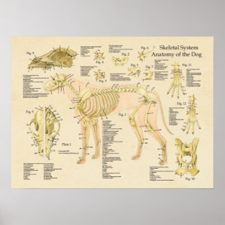 Anatomische Darstellung der Knochen des Hundes Poster