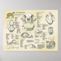 Anatomische Darstellung der Schädelknochen der Kat