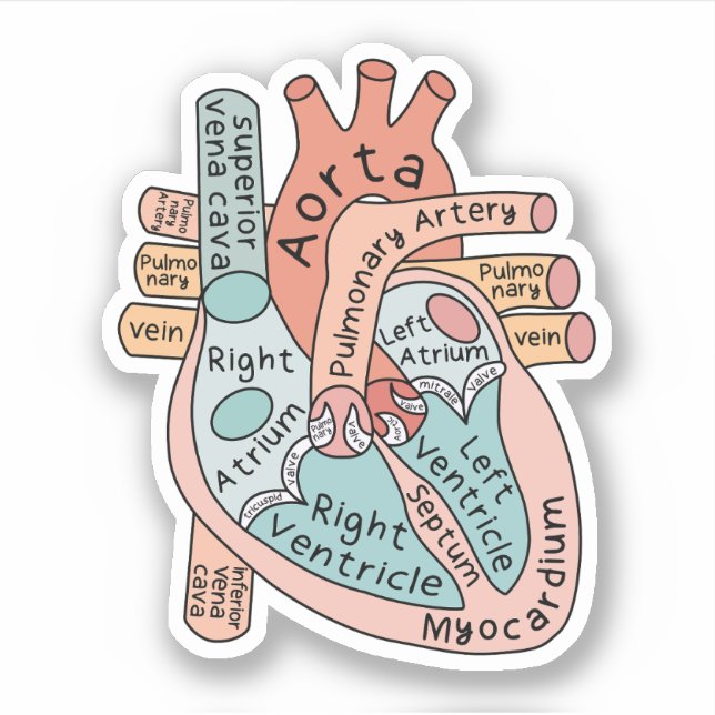 Anatomische Heart Sticker, Cardiac ICU Nurse Gift Aufkleber (Vorderseite)