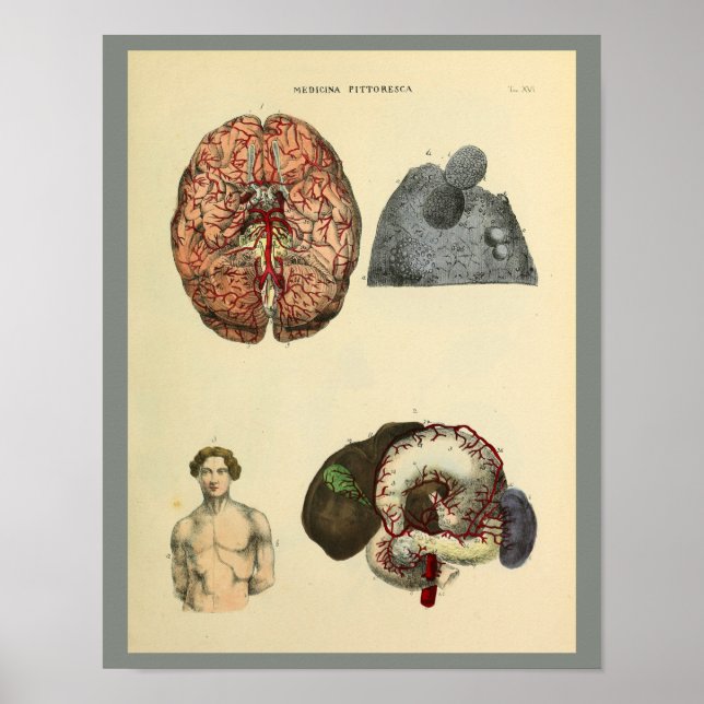 Anatomische Kunstdrucke des menschlichen Gehirns Poster (Vorne)