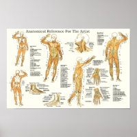 Anatomische Referenz für Muskeln