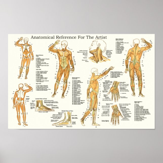 Anatomische Referenz für Muskeln Poster (Vorne)