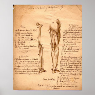 Anatomische Skizze Poster