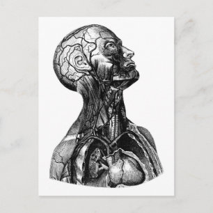 Anatomische Torso-Zeichnung Postkarte