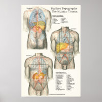 Anatomische Übersicht über die Oberflächenoberfläc