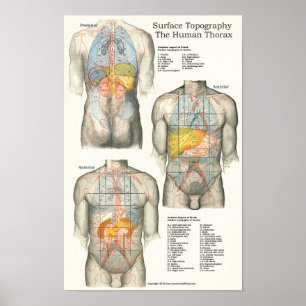 Anatomische Übersicht über die Oberflächenoberfläc Poster