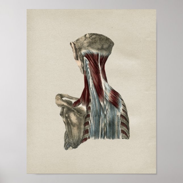 Anatomische Vintage Druckausgabe an menschlichen N Poster (Vorne)