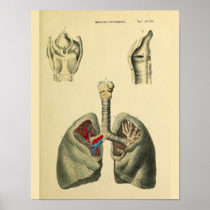 Anatomischer Druck der menschlichen Lungen und Luf Poster