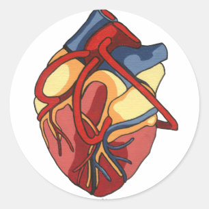 Anatomischer Heart Round Sticker