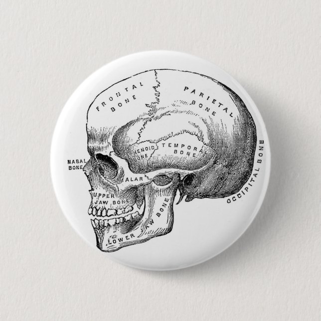 Anatomischer Schädel-Button-Knopf Button (Vorderseite)