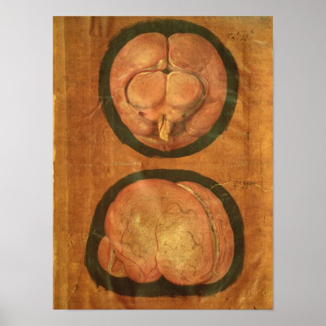 Anatomischer zeichn des menschlichen Gehirns Poster (Vorne)