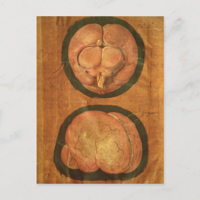 Anatomischer zeichn des menschlichen Gehirns Postkarte (Vorderseite)
