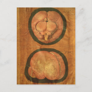 Anatomischer zeichn des menschlichen Gehirns Postkarte