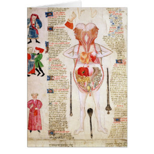 Anatomisches Diagramm