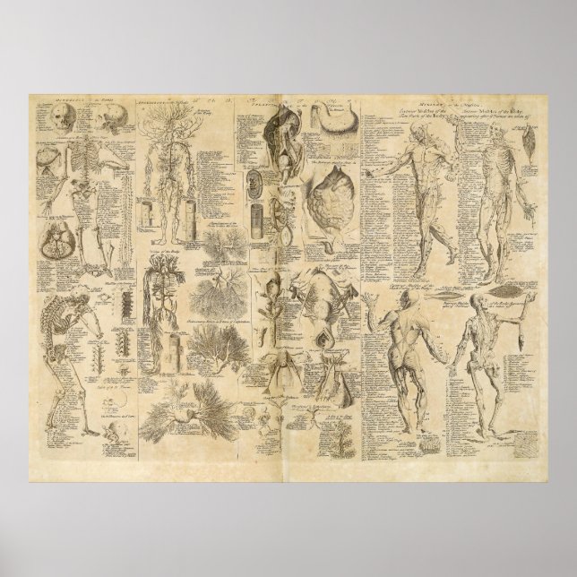 Anatomisches Diagramm aus Cyclopaedia 1728 Poster (Vorne)