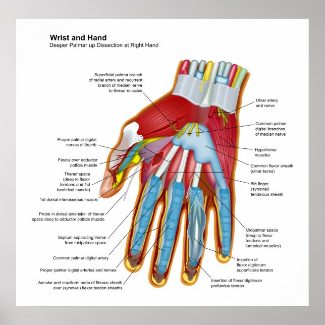 Anatomisches Diagramm der menschlichen Hand und de Poster (Vorne)