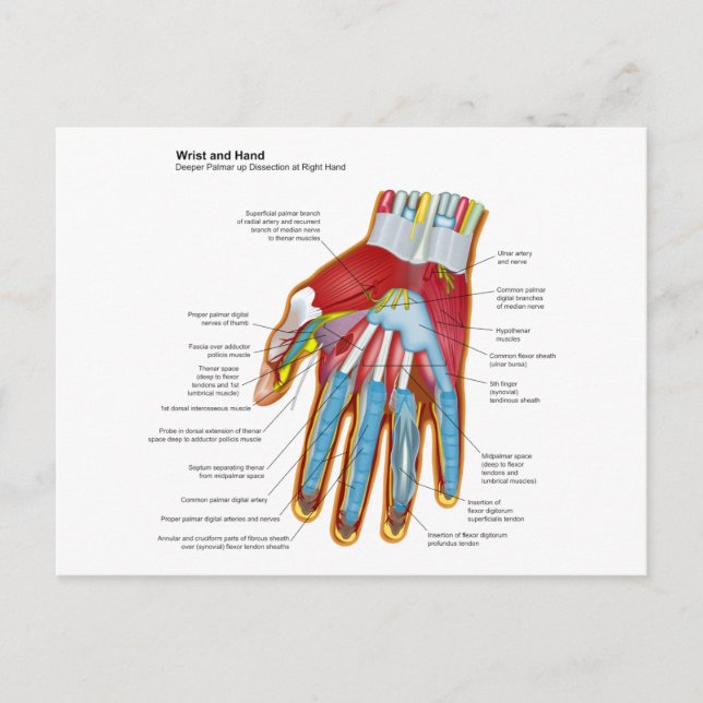 Anatomisches Diagramm der menschlichen Hand und de Postkarte (Vorderseite)