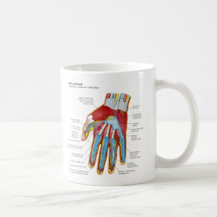 Anatomisches Diagramm der menschlichen Hand und Tasse