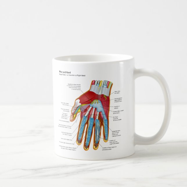 Anatomisches Diagramm der menschlichen Hand und Tasse (Rechts)