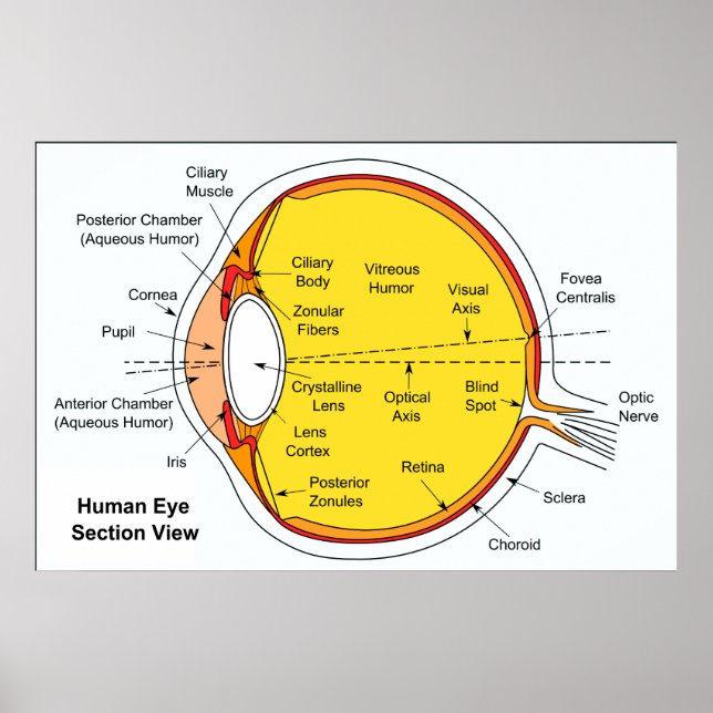 Anatomisches Diagramm des menschlichen Augentalls Poster (Vorne)
