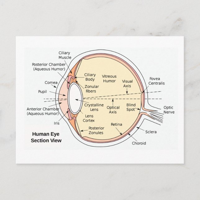 Anatomisches Diagramm des menschlichen Auges Postkarte (Vorderseite)