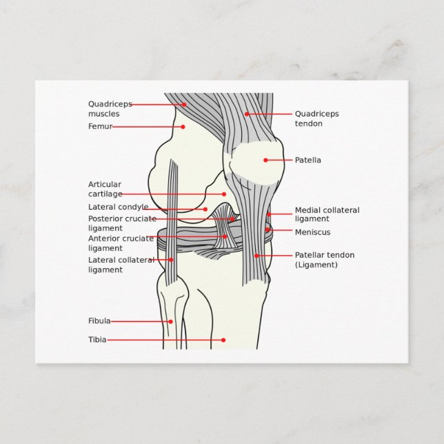 Anatomisches Diagramm des menschlichen Kniegelenks Postkarte (Vorderseite)