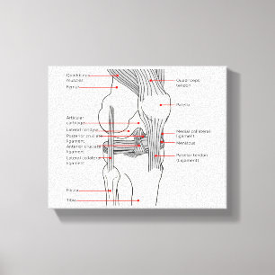 Anatomisches Diagramm des menschlichen rechten Kni Leinwanddruck