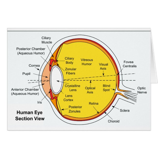 Anatomisches Diagramm des menschliches Augen-Balls (Vorderseite (Horizontal))
