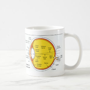 Anatomisches Diagramm des menschliches Augen-Balls Tasse