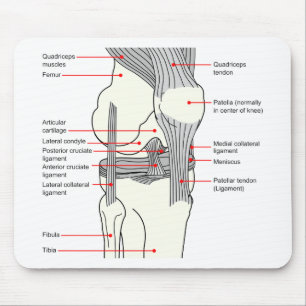 Anatomisches Diagramm eines Kniegelenkes der Mensc Mousepad