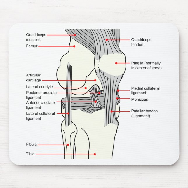 Anatomisches Diagramm eines Kniegelenkes der Mensc Mousepad (Vorne)