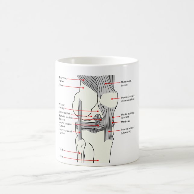 Anatomisches Diagramm eines Tasse (Mittel)